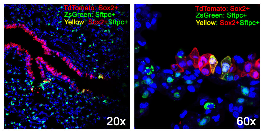 Airway and alveolar epithelial cells were labeled with TdTomato (red) and ZgGreen (green), respectively, and bronchioalveolar stem cells were labeled with yellow (red+green) fluorescent color in the triple lineage tracing system.